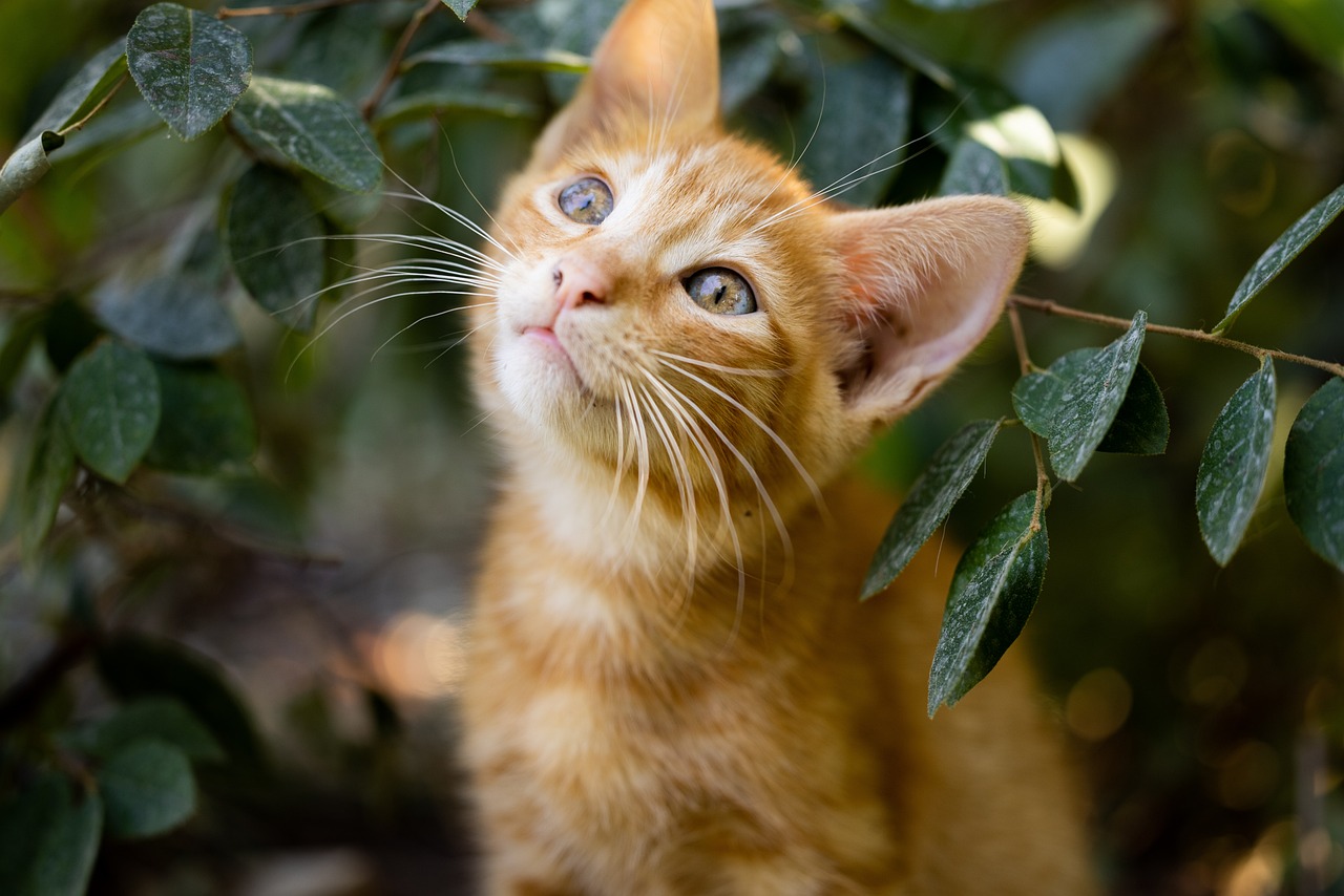 The Playful Spirit of the Bengal Cat